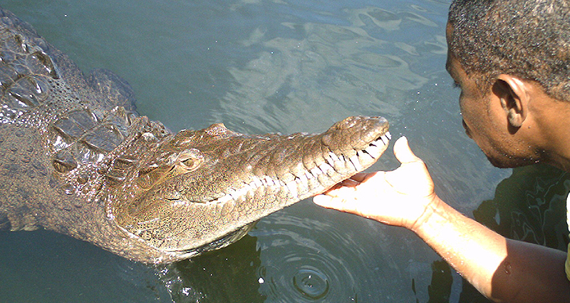 tours-black-river-crocodile.jpg