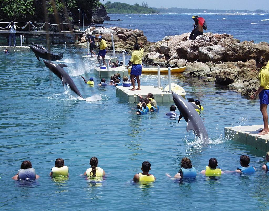 Dolphin-Cove-in-Ocho-Rios-2