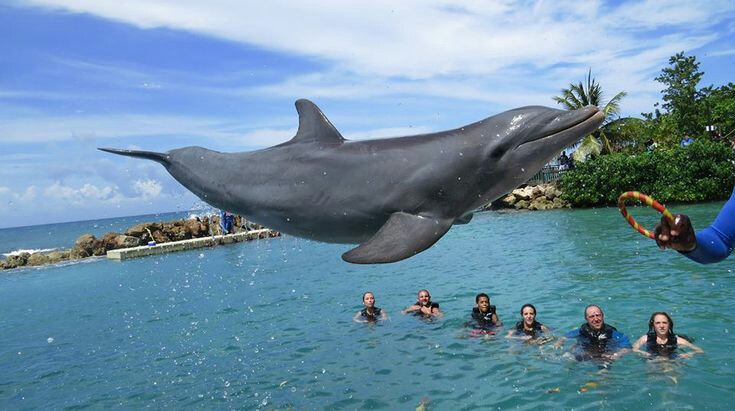 dolphin-cove-ocho-rios-jump